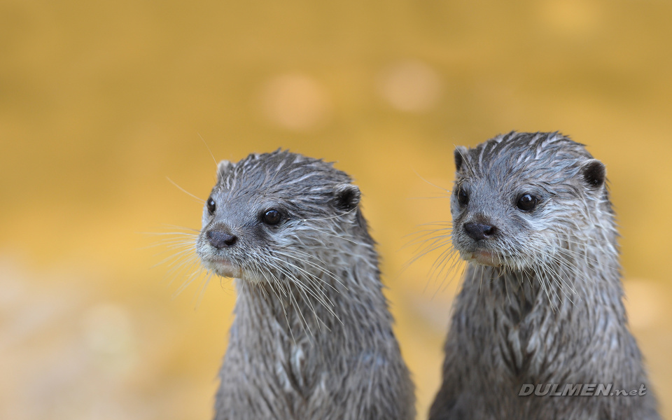 Asian small-clawed otter (Aonyx cinerea)